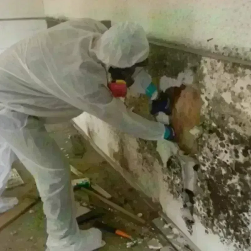 Mold Remediation and Removal in Grove City, OH